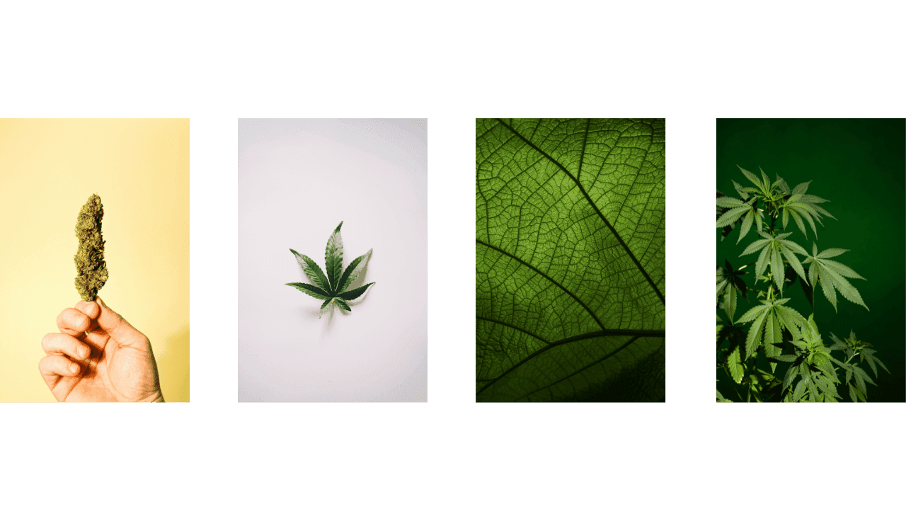 Eine Hand hält eine Cannabisblüte vor einem gelben Hintergrund.