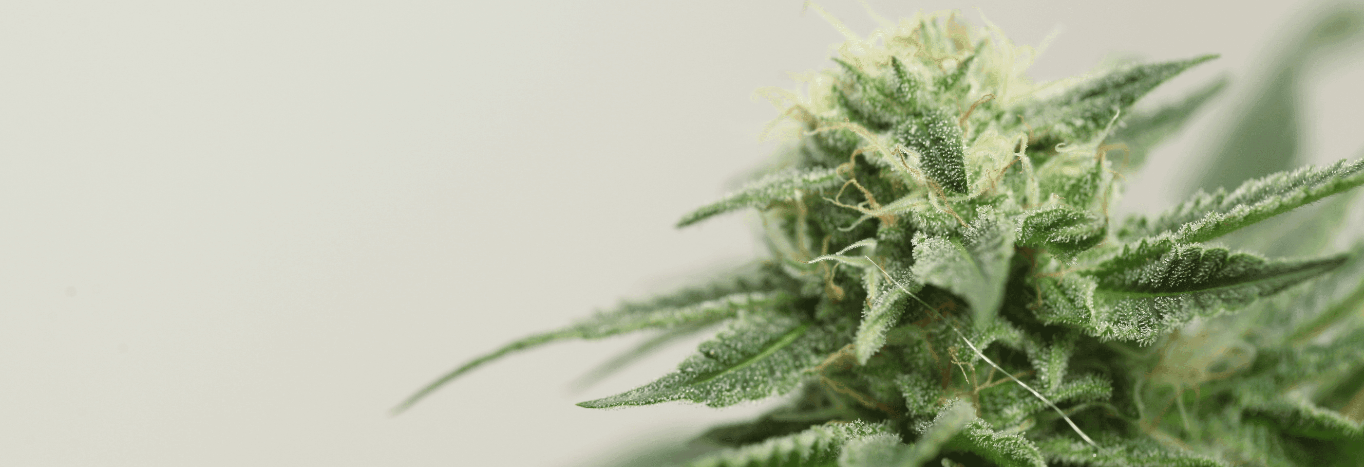 Nahaufnahme einer Cannabisblüte mit grünen Blättern und Trichomen.