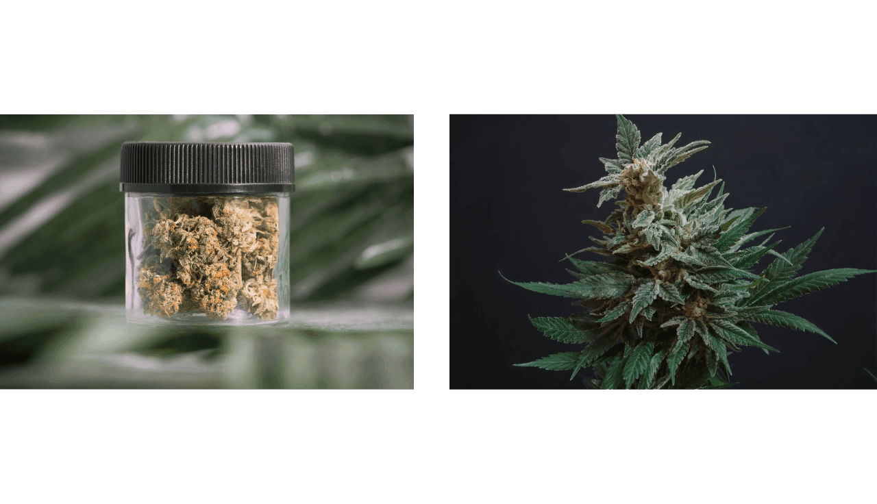 Cannabisblüten in einem Glasbehälter auf einem grünen Hintergrund