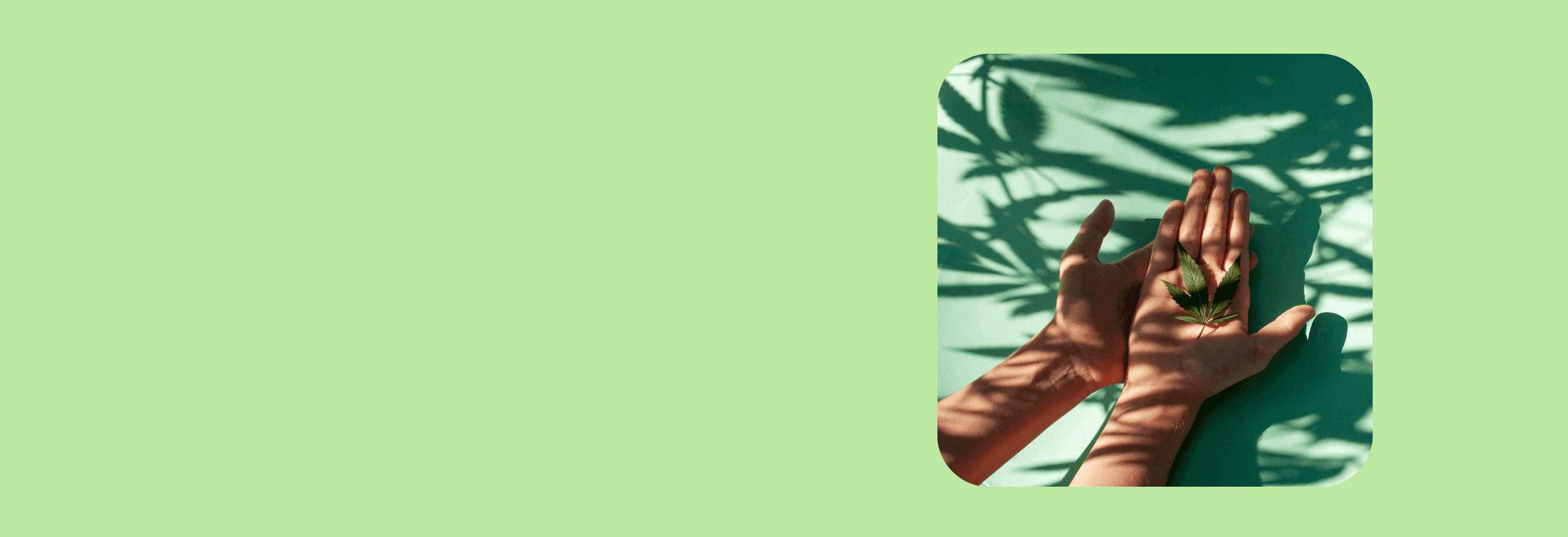 Hände halten ein Cannabis Blatt vor einem grünen Hintergrund
